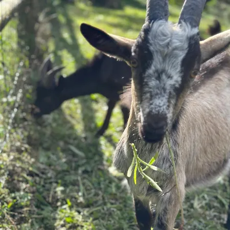 Charme Et Detente, Sauna, Spa,etang Et Terrasse Privee *